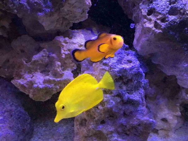 Naked Ocellaris Clownfish