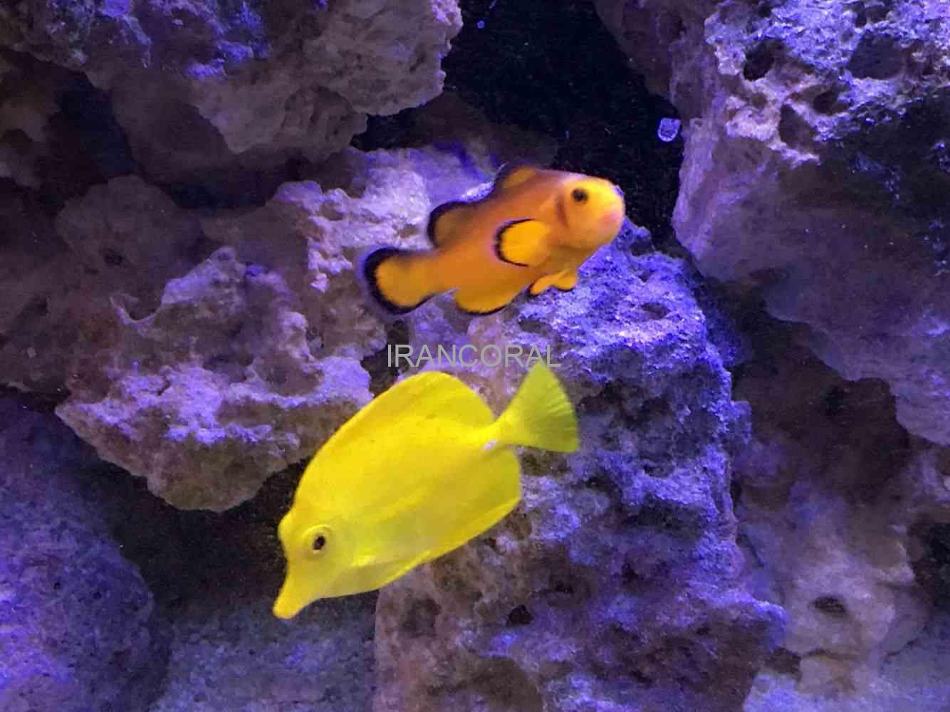 Naked Ocellaris Clownfish