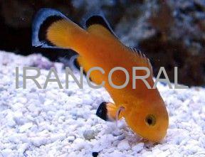 Naked Ocellaris Clownfish