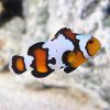 Black Ice Ocellaris Clownfish