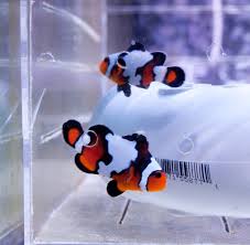 Black Ice Ocellaris Clownfish