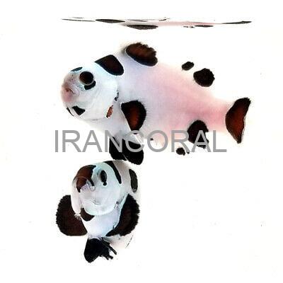 دلقک ماهی بلک استورم