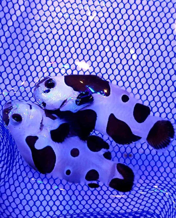 دلقک ماهی بلک استورم