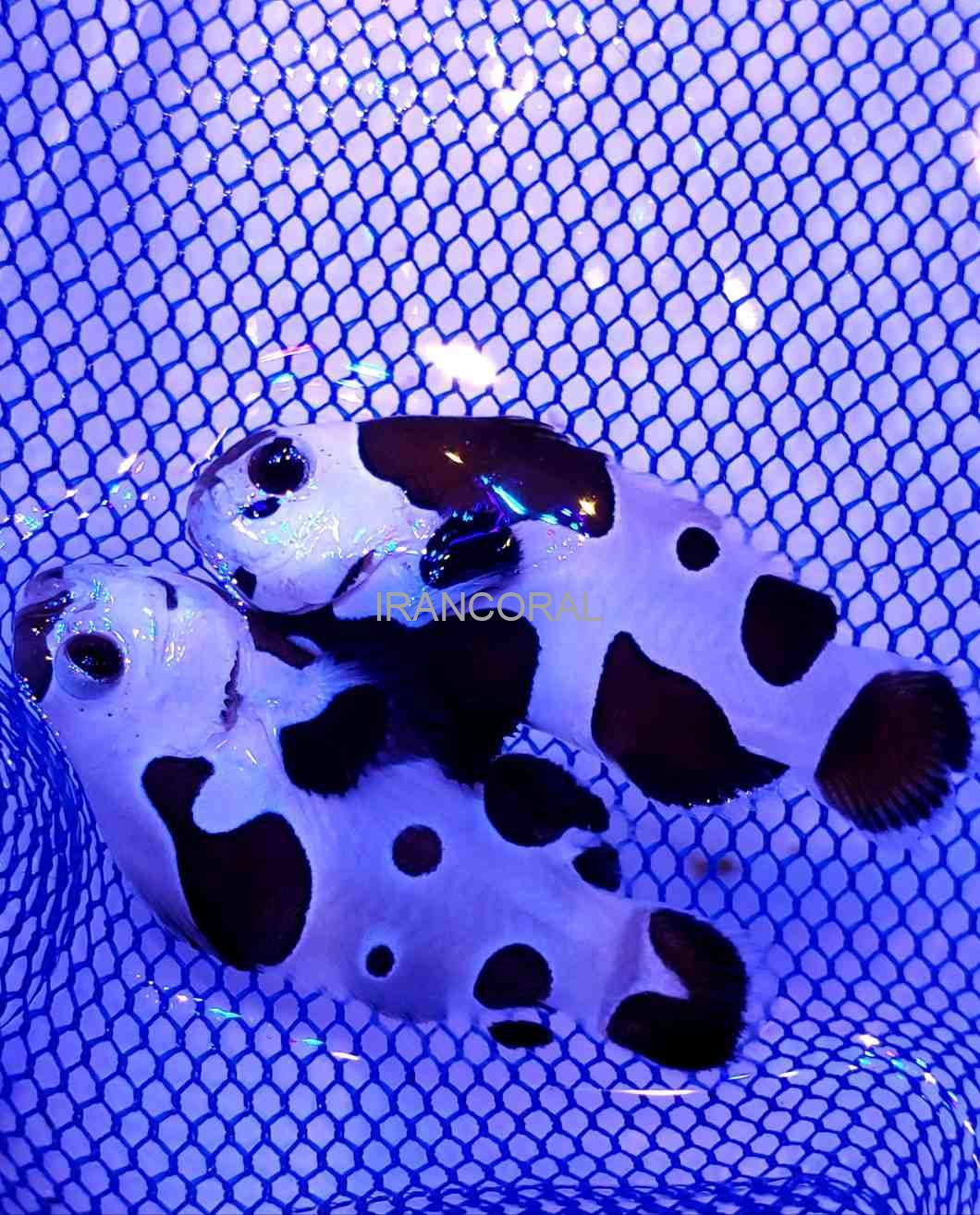 دلقک ماهی بلک استورم