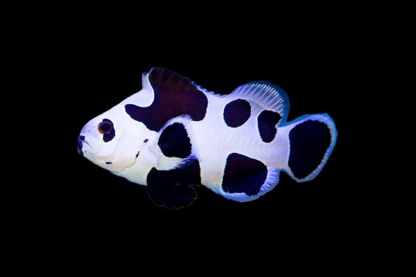 دلقک ماهی بلک استورم