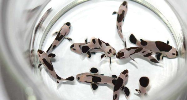 دلقک ماهی بلک استورم