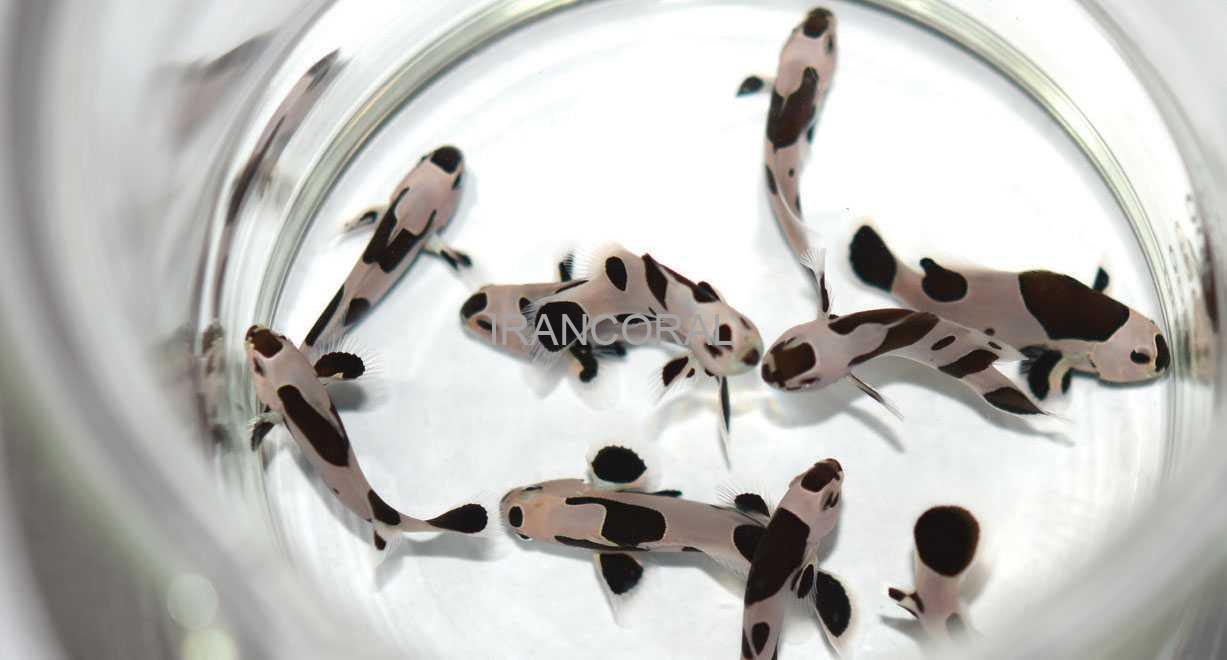 دلقک ماهی بلک استورم