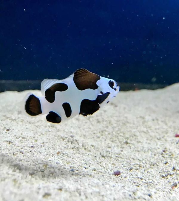 دلقک ماهی بلک استورم