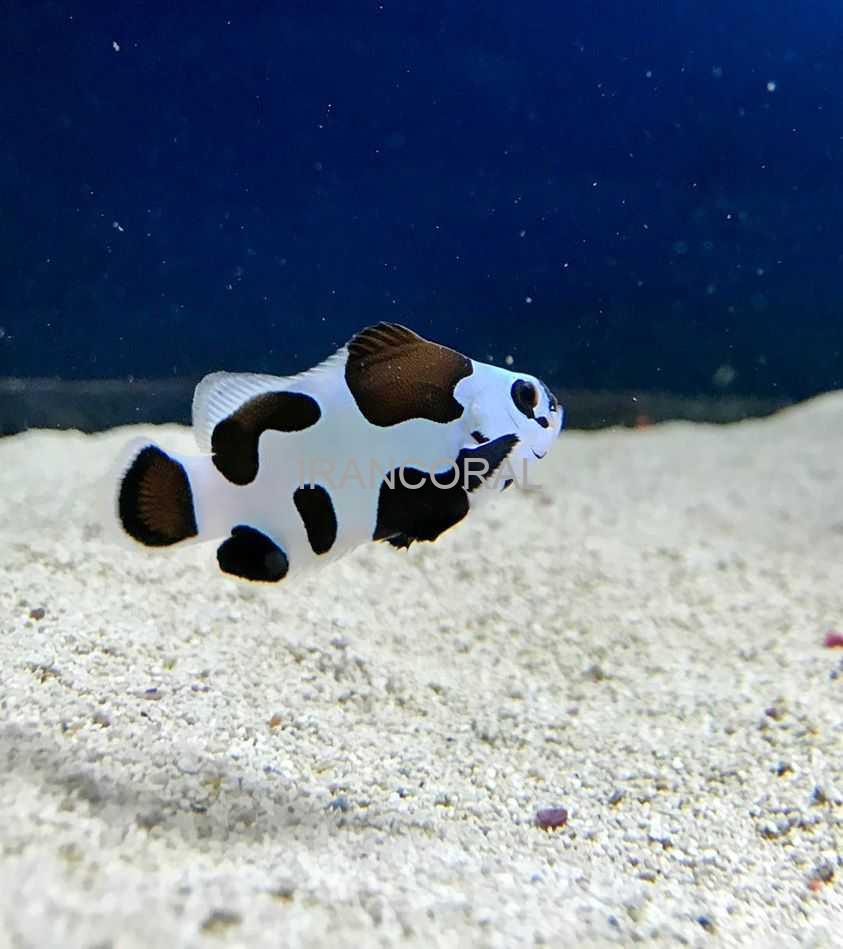 دلقک ماهی بلک استورم