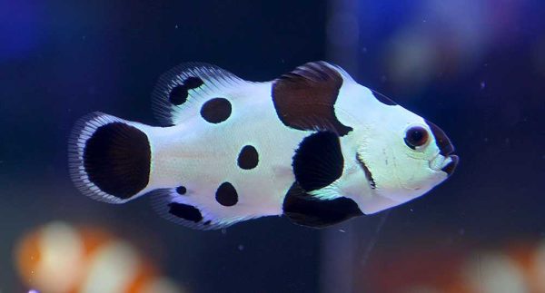 دلقک ماهی بلک استورم