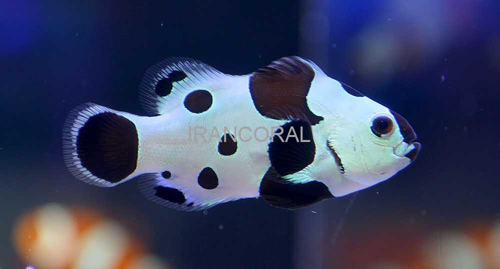 دلقک ماهی بلک استورم