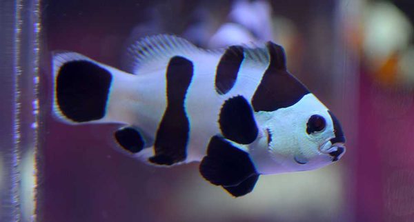 دلقک ماهی بلک استورم