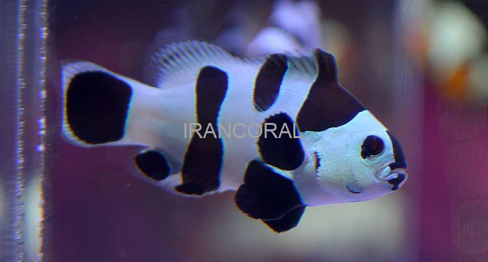 دلقک ماهی بلک استورم