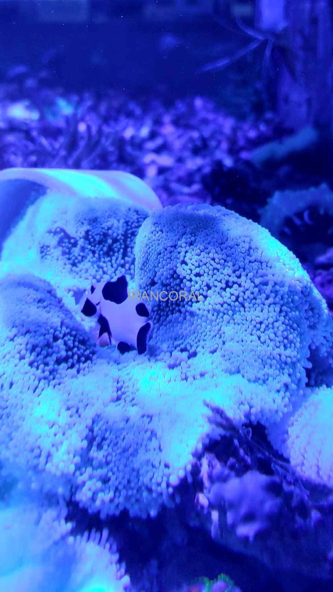 دلقک ماهی بلک استورم