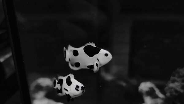 دلقک ماهی بلک استورم