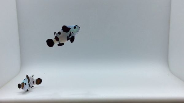 Black Storm Clownfish