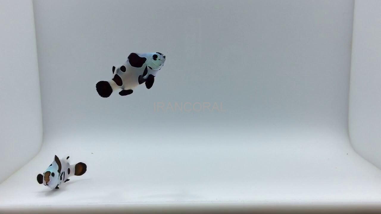 Black Storm Clownfish