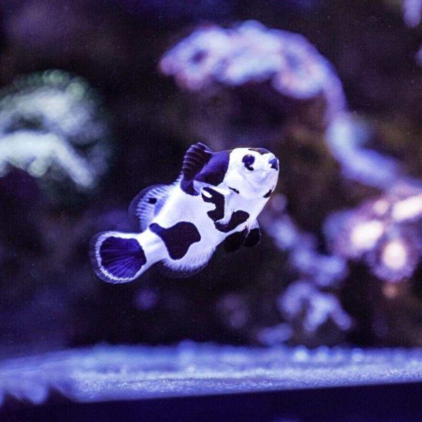 دلقک ماهی بلک استورم