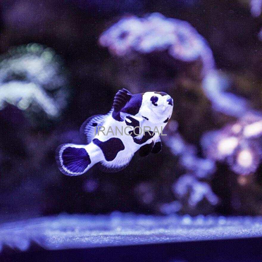 دلقک ماهی بلک استورم