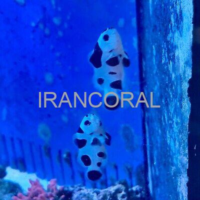 دلقک ماهی بلک استورم