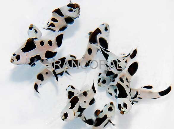 دلقک ماهی بلک استورم