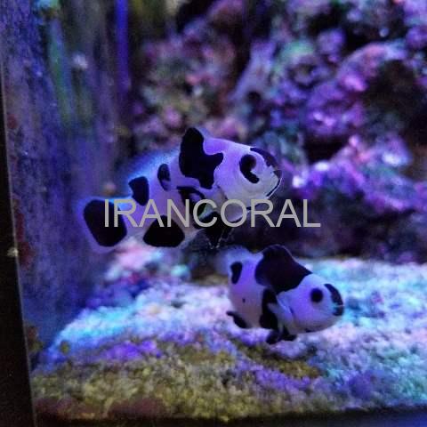 دلقک ماهی بلک استورم