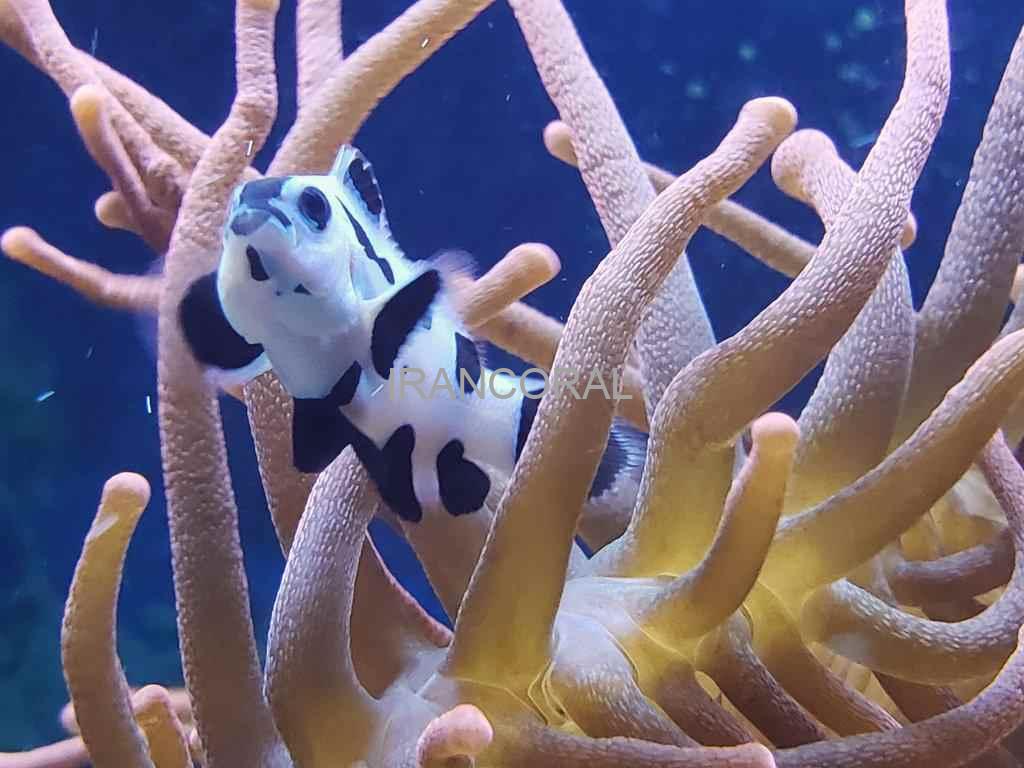 دلقک ماهی بلک استورم