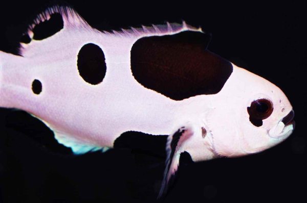 دلقک ماهی بلک استورم