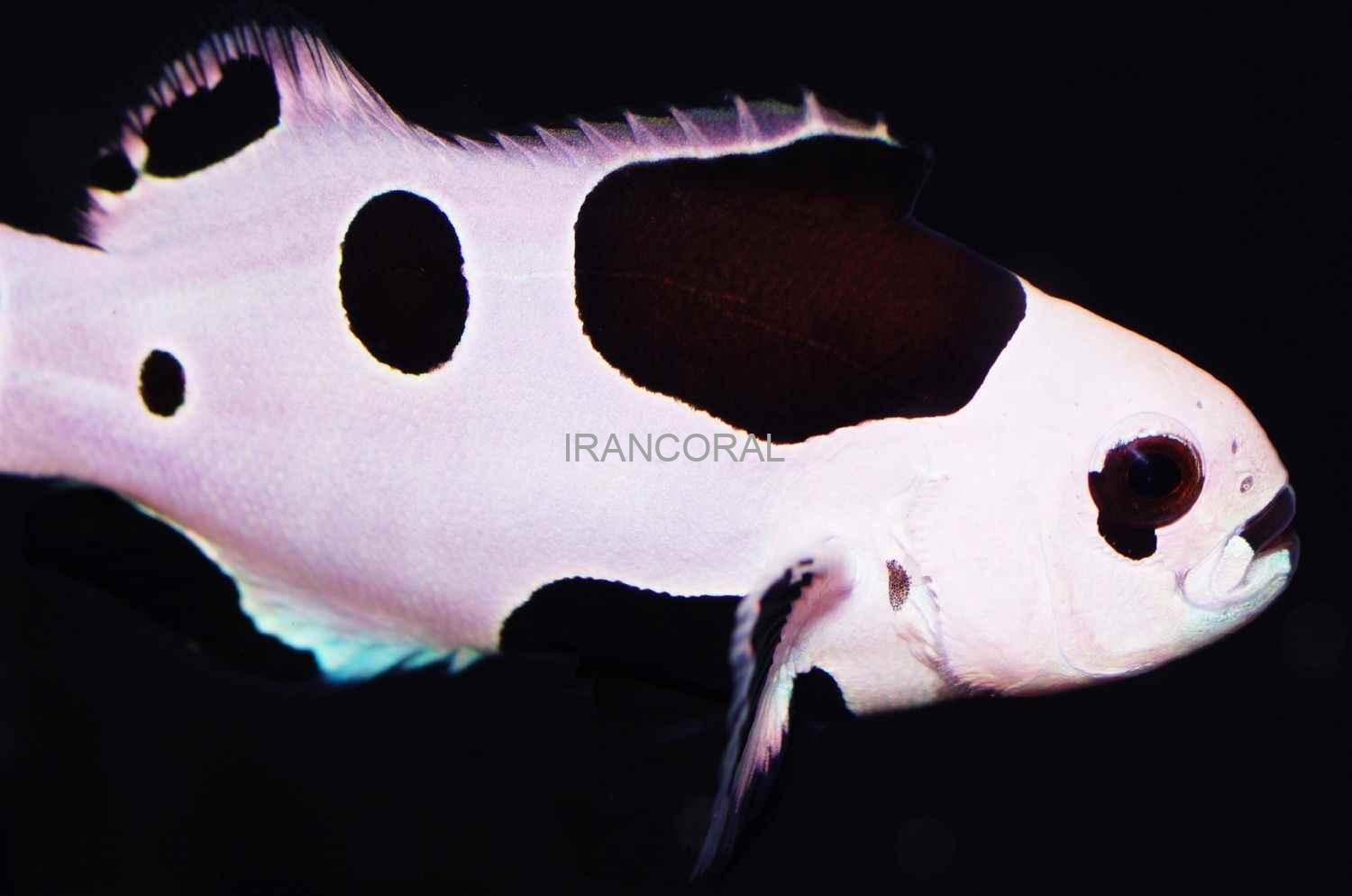 دلقک ماهی بلک استورم