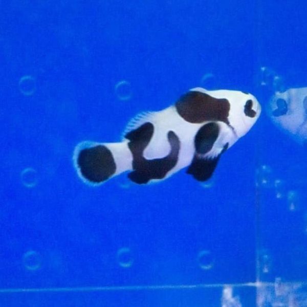 دلقک ماهی بلک استورم