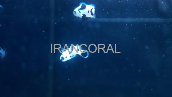 دلقک ماهی بلک استورم