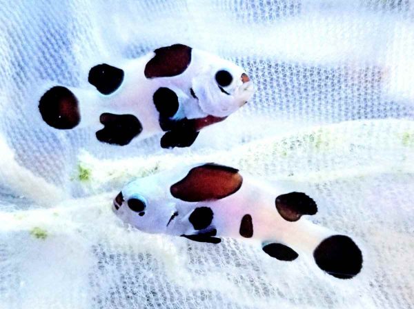 دلقک ماهی بلک استورم