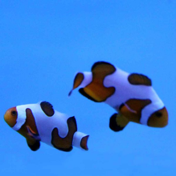 Davinci Clownfish