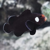 Domino Clownfish