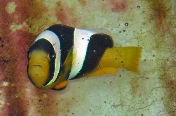 Sebae Clownfish