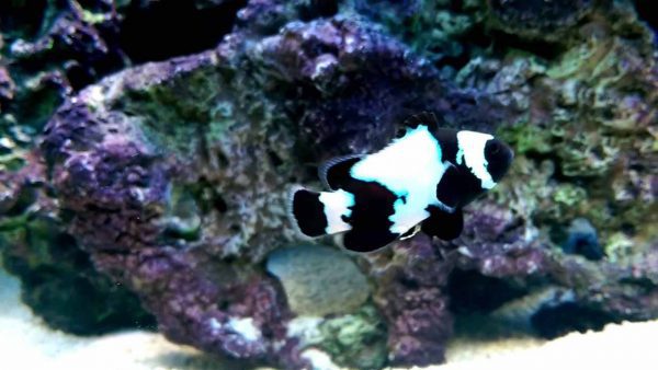 phantom clownfish