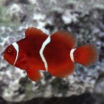 Maroon Clownfish