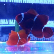 Maroon Clownfish