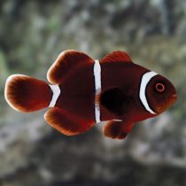 Maroon Clownfish