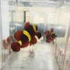 Gold Stripe Maroon Clownfish