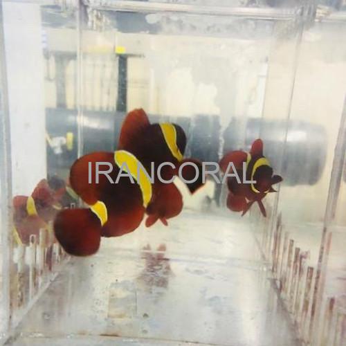 Gold Stripe Maroon Clownfish