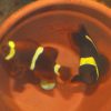 Gold Stripe Maroon Clownfish