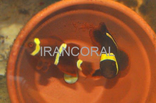 Gold Stripe Maroon Clownfish