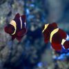 Gold Stripe Maroon Clownfish