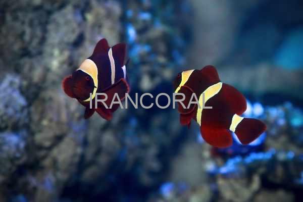 Gold Stripe Maroon Clownfish