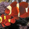 Gold Stripe Maroon Clownfish