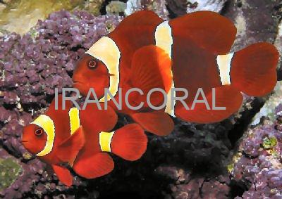 Gold Stripe Maroon Clownfish