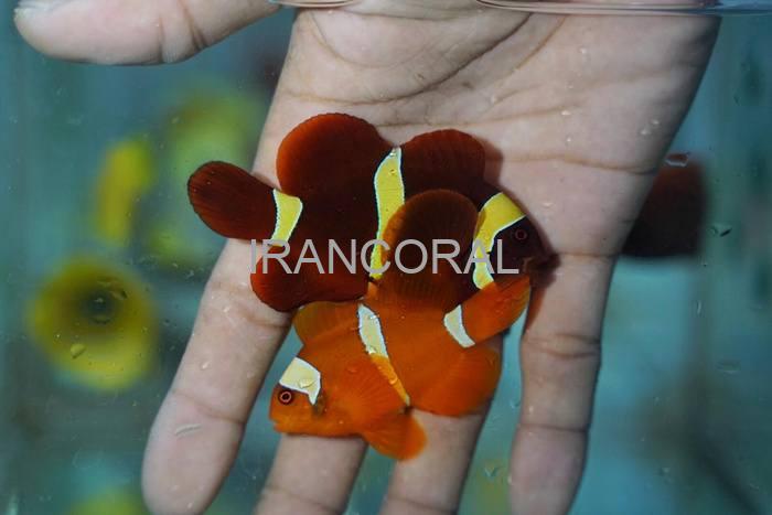 Gold Stripe Maroon Clownfish