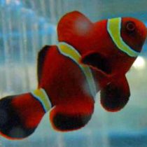 Gold Stripe Maroon Clownfish