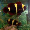 Gold Stripe Maroon Clownfish